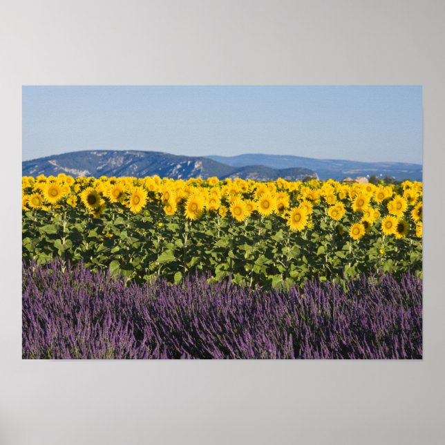 Poster Champ de tournesols et de fleurs de lavande, (Devant)