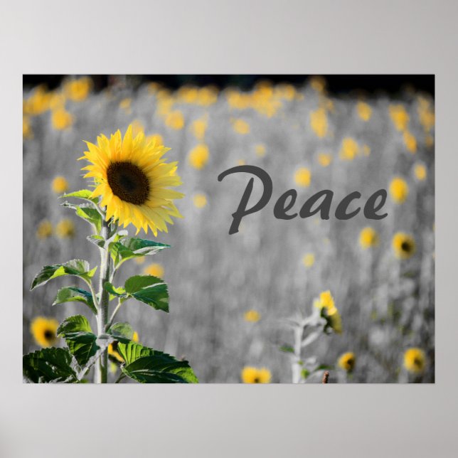Poster Champ de tournesols, noir et blanc, paix (Devant)