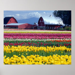 Poster Champ de tulipes