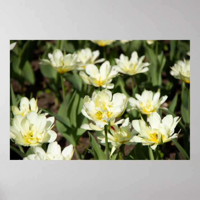 Poster Champ de tulipes blanches (Devant)