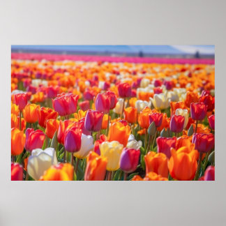 Poster Champ de tulipes en pleine floraison