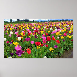 Poster Champ de tulipes, Oregon