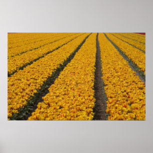 Poster Champ de tulipes, Pays-Bas