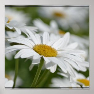 Poster Champ des marguerites