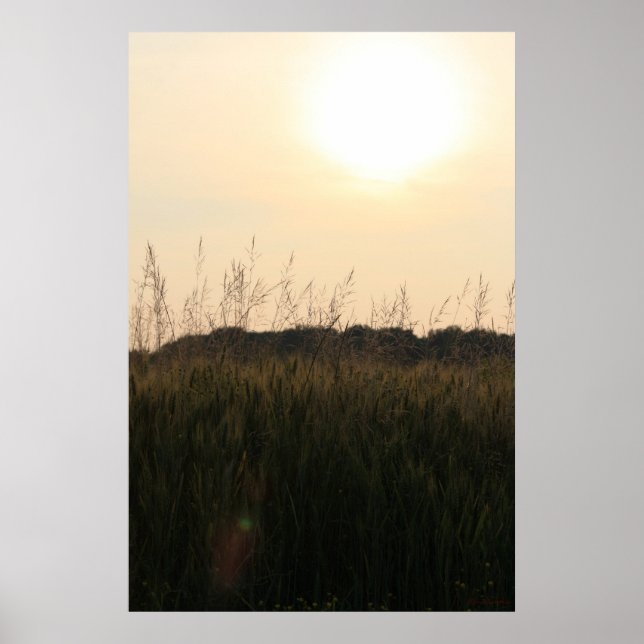 Poster Champ d'été (Devant)