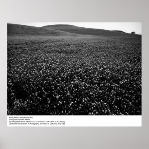 Poster Champ d'orge à Montezuma Hills par Ansel Adams