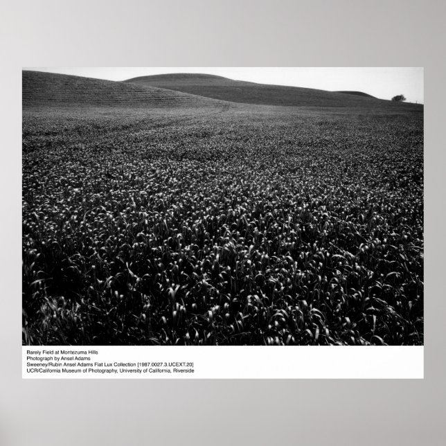 Poster Champ d'orge à Montezuma Hills par Ansel Adams (Devant)