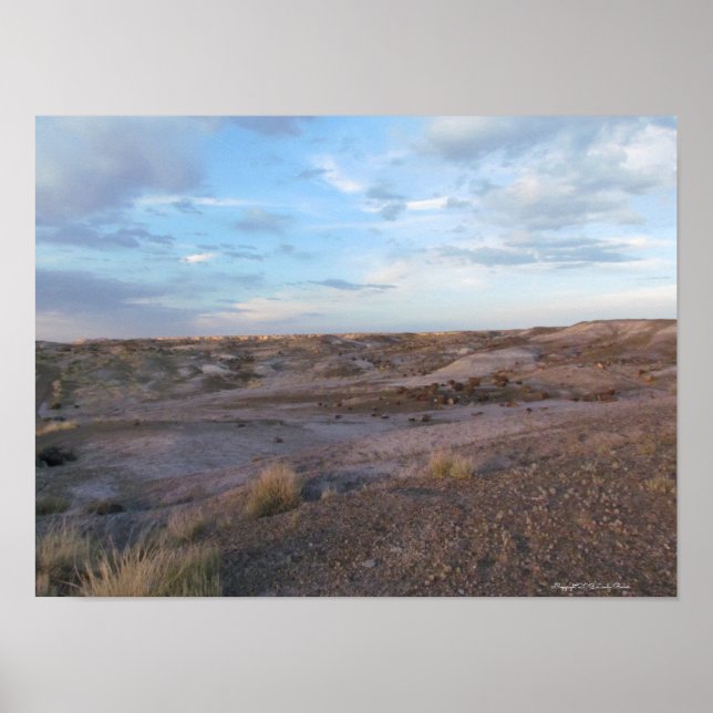 Poster Champ forestier pétrifié (Devant)