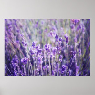 Poster Champ Lavender