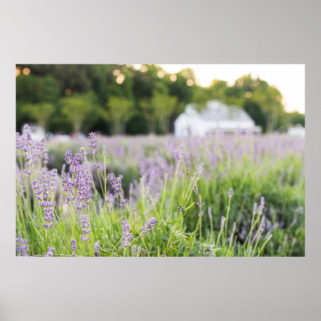 Poster Champ Serene Lavender (Devant)