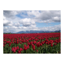 Champ Tulipe rouge