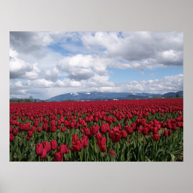 Poster Champ Tulipe rouge (Devant)