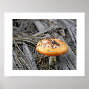Poster Champignon Coloré Éclatant à Travers la Paille de
