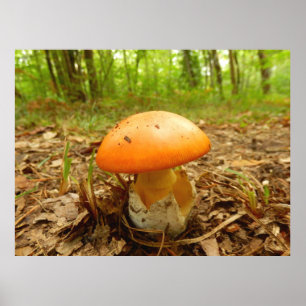 Poster Champignon de Césarée d'amanite
