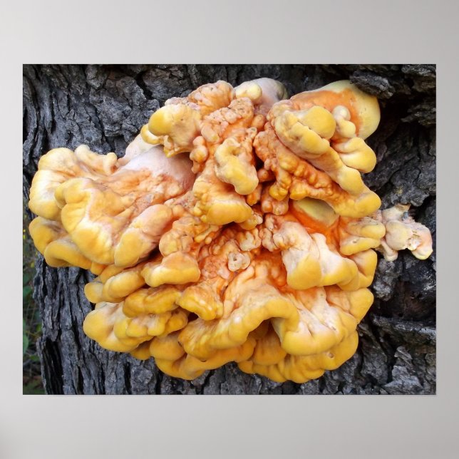 Poster Champignon Orange (Devant)