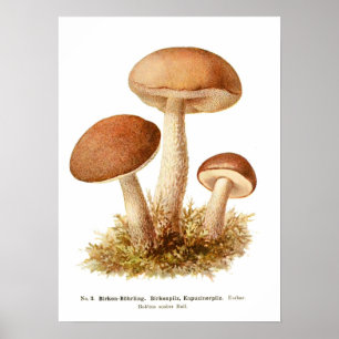 Poster Champignons