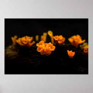 Poster Champignons