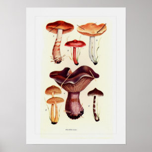 Poster Champignons