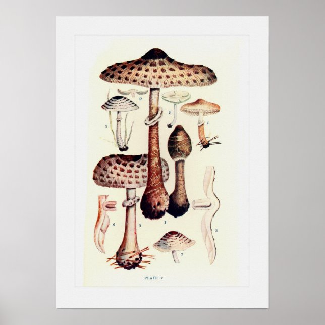 Poster Champignons (Devant)
