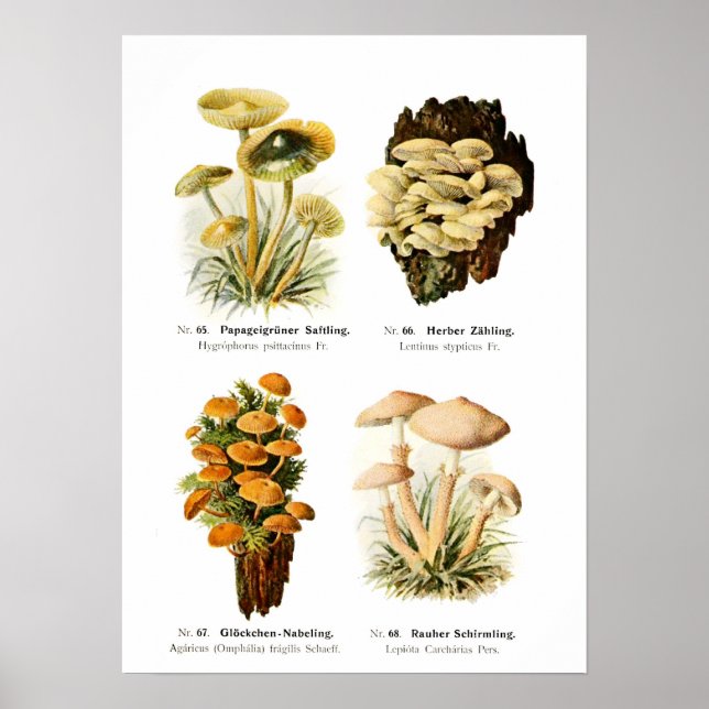 Poster Champignons (Devant)