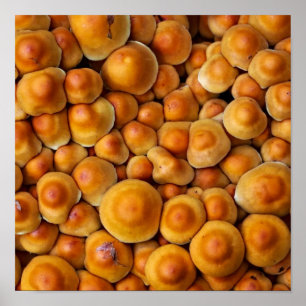 Poster Champignons