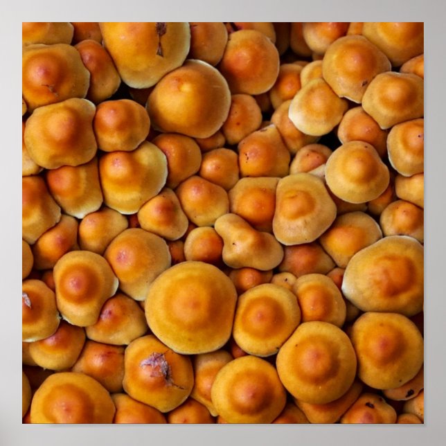 Poster Champignons (Devant)