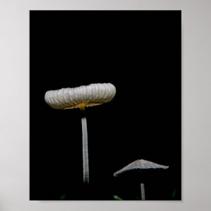 Poster Champignons