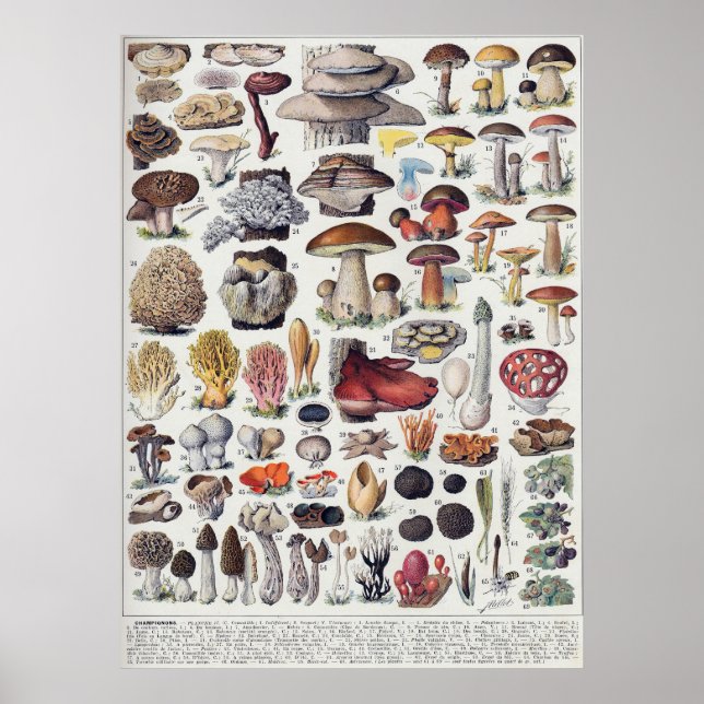 Poster Champignons 2 (Devant)