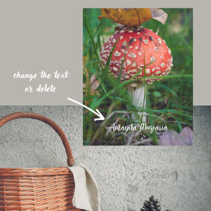 Poster Champignons agariques à la mouche rouge