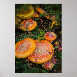 Poster Champignons agariques volants au lac Mowich