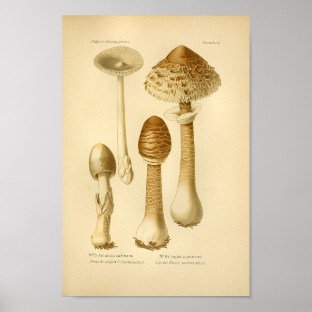 Poster Champignons Brown vintages Art (Devant)