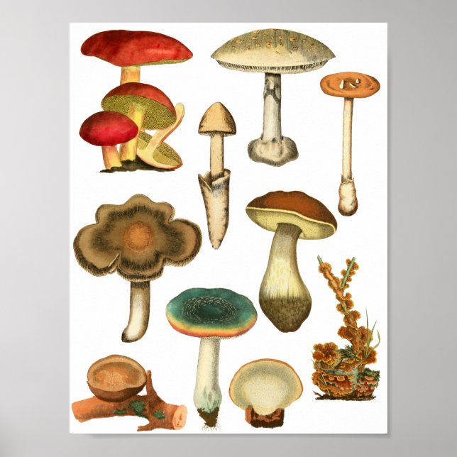 Poster Champignons Champignons Plante Nature Botaniques a (Devant)