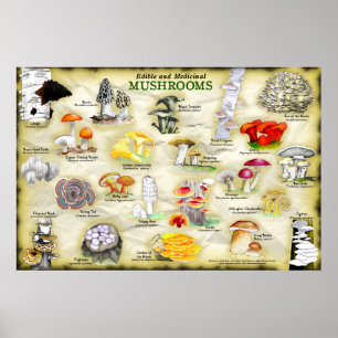 Poster Champignons (comestible et médicinal)
