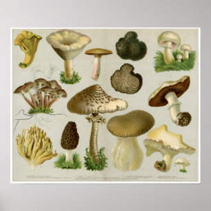 Poster Champignons comestibles - Champignons et tabourets