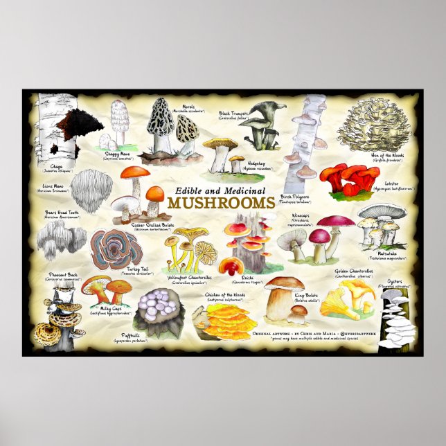 Poster Champignons (comestibles et médicinaux) (Devant)