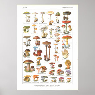 Poster Champignons comestibles Français Poisonous Variété
