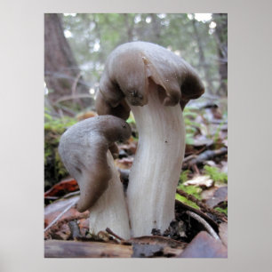 Poster Champignons de forêt