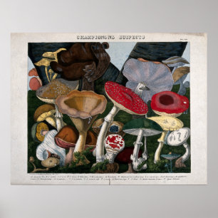 Poster Champignons des champignons