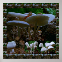 Champignons frais et sauvages : Photographie exoti
