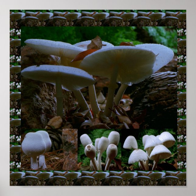 Poster Champignons frais et sauvages : Photographie exoti (Devant)