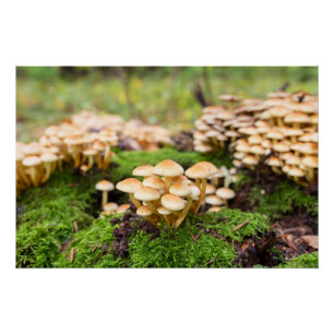 Poster Champignons jaunes dans la forêt d'automne.