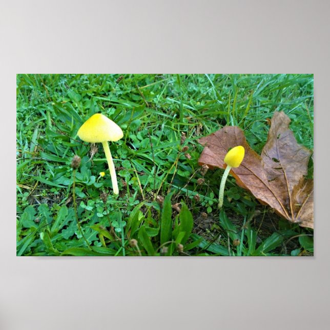 Poster Champignons jaunes minuscules (Devant)