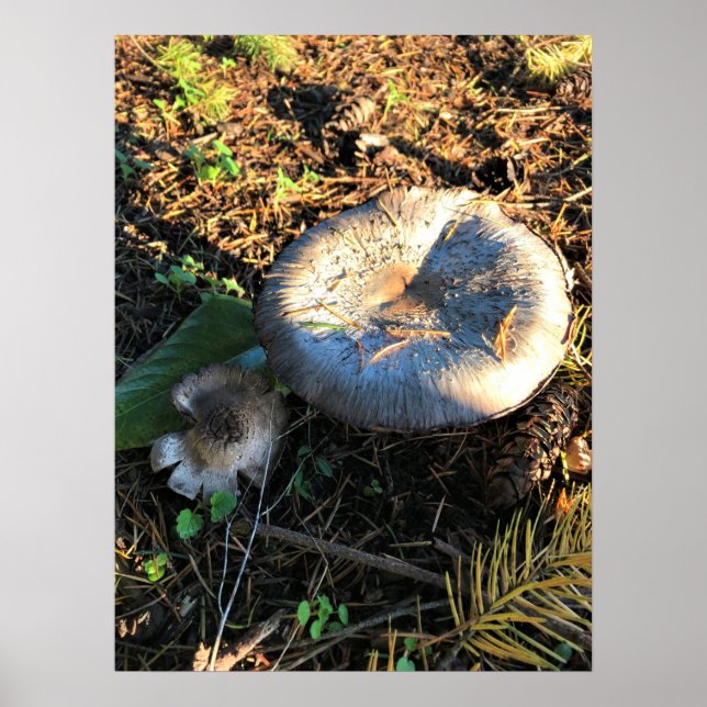 Poster Champignons, Oregon (Devant)
