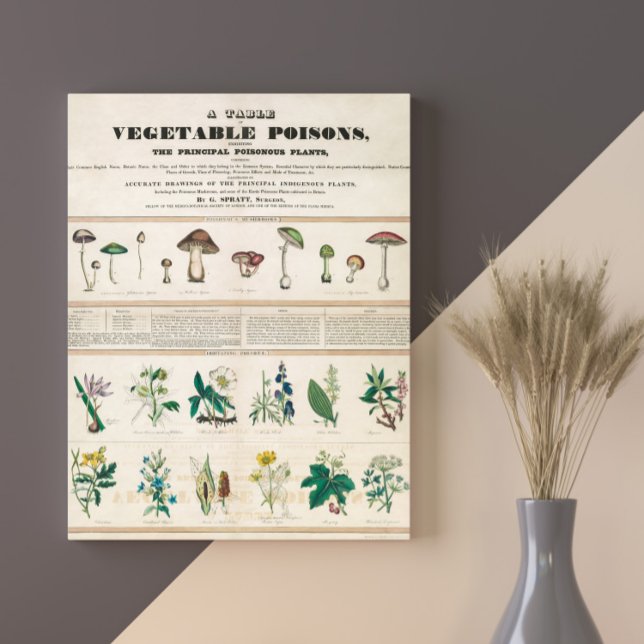 Poster Champignons poisonneux Vintage Rétro 1840-1850 (Créateur téléchargé)