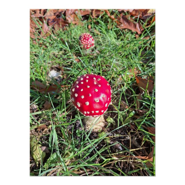 Poster Champignons rouges (Devant)