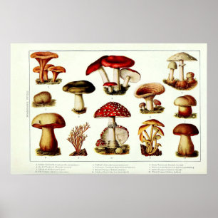 Poster Champignons toxiques vintage 1908