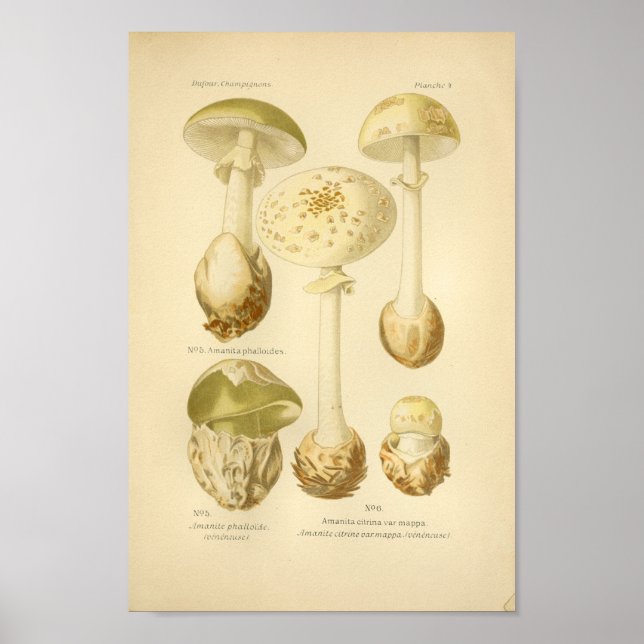 Poster Champignons verts vintages Art (Devant)