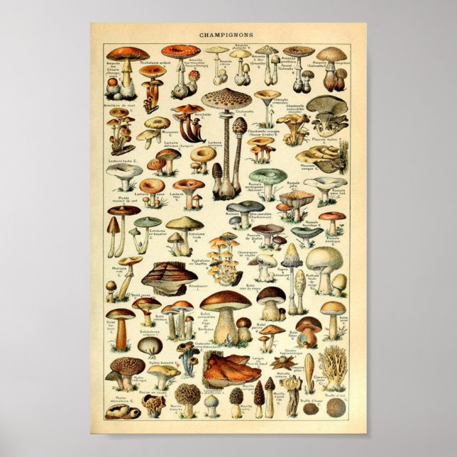 Poster Champignons, vintage éducatif (Devant)