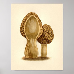 Poster Champignons vintages 1861 Art Imprimer Morel Fungu