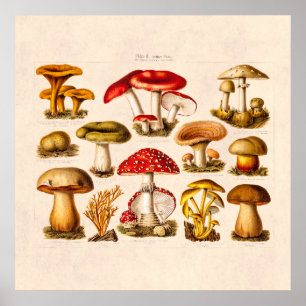 Poster Champignons vintages de rouge de variété de